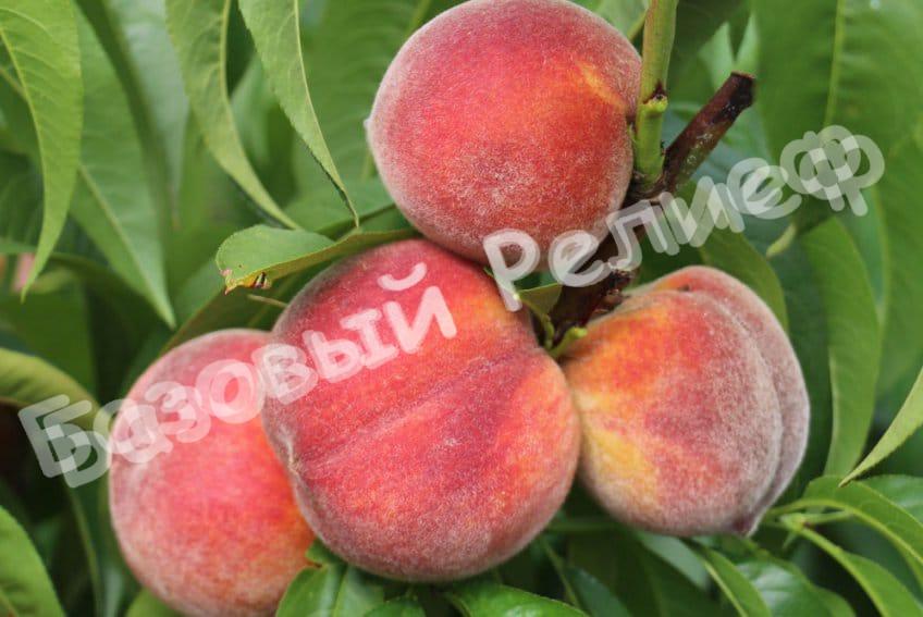 Персик Донской