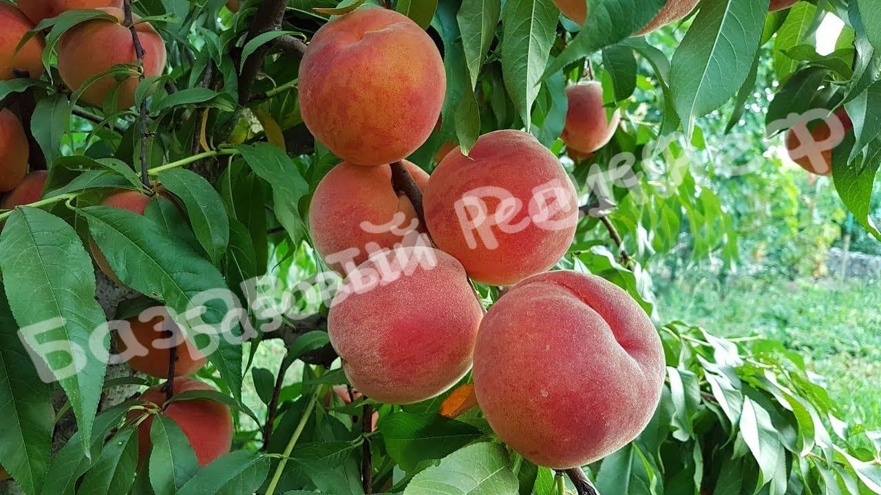 Персик Флеминг Фьюри