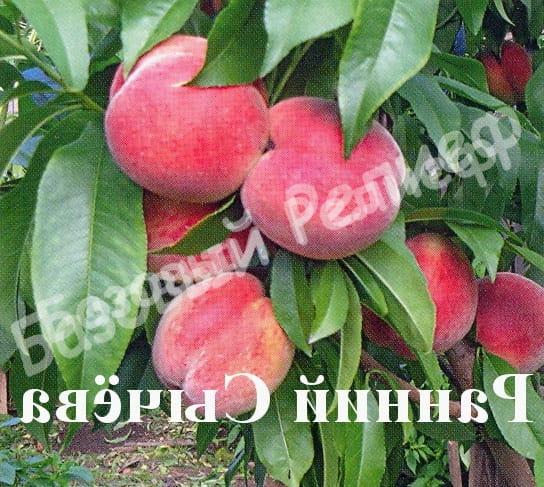 Персик Ранний Сычева