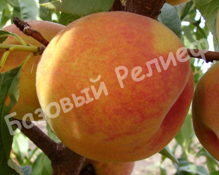 Персик Сибиряк