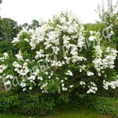 Сирень Агнес Смит
