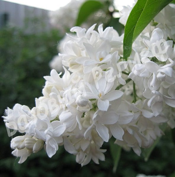 Сирень Алиса Хардинг