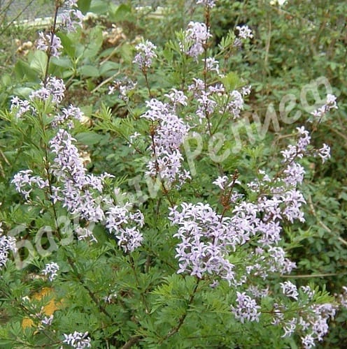 Сирень авганика