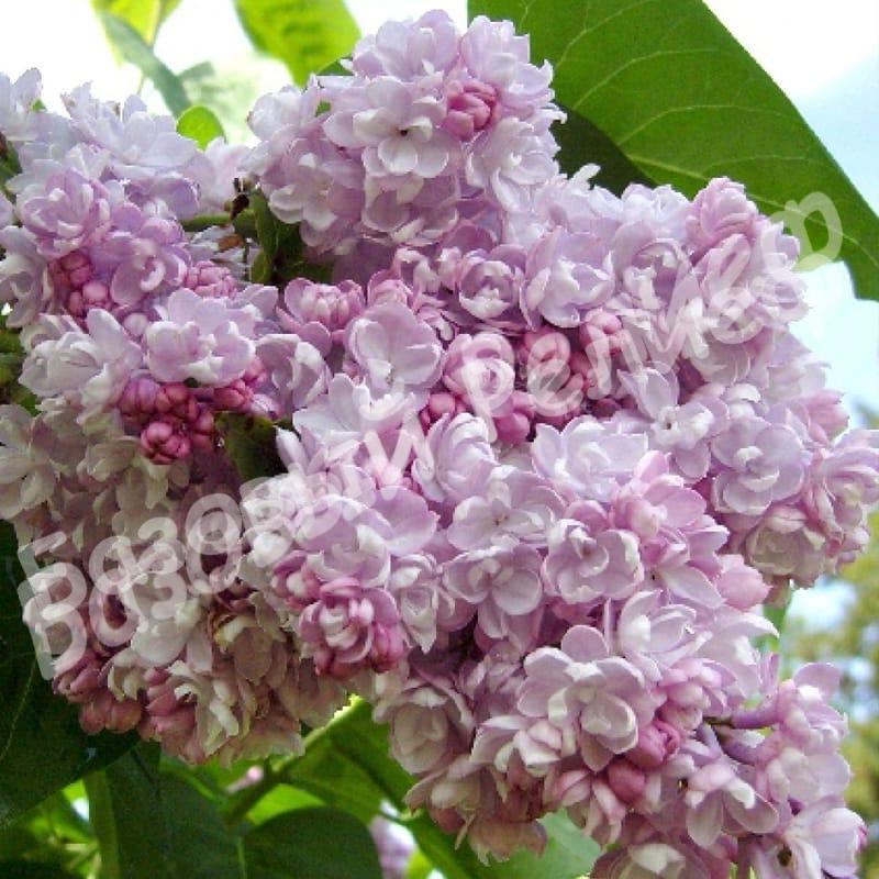 Сирень Бель Де Нанси