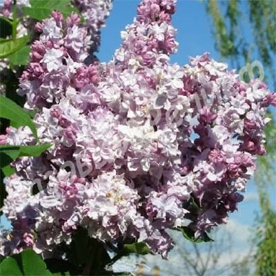 Сирень Бель Де Нанси