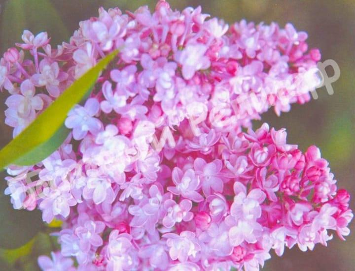 Сирень Белая ночь