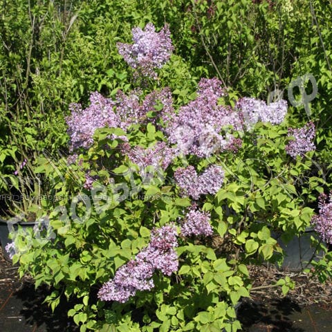 Сирень Эксель