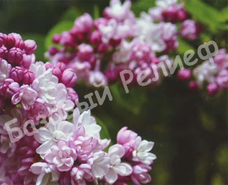 Сирень Фантазия
