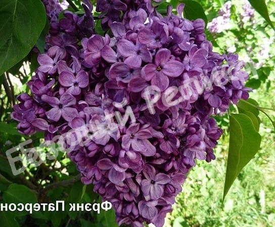 Сирень Фрэнк Патерсон