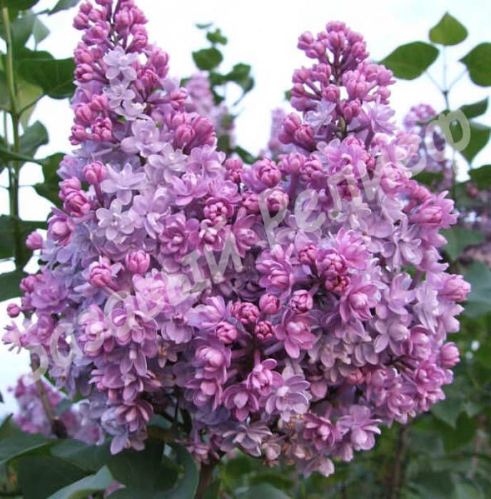 Сирень Колхозница