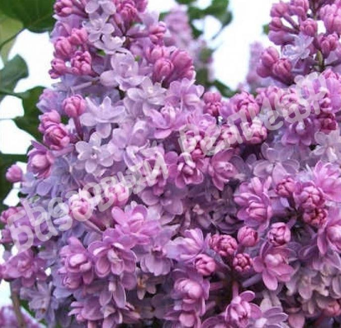 Сирень Колхозница