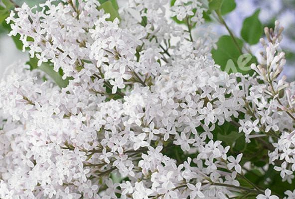Сирень мейера Флауэрфест Вайт