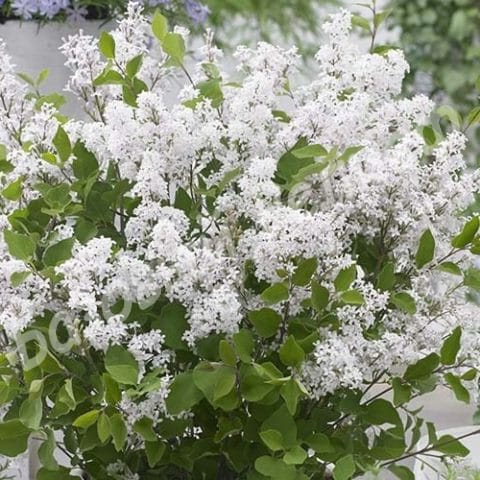 Сирень мейера Флауэрфест Вайт