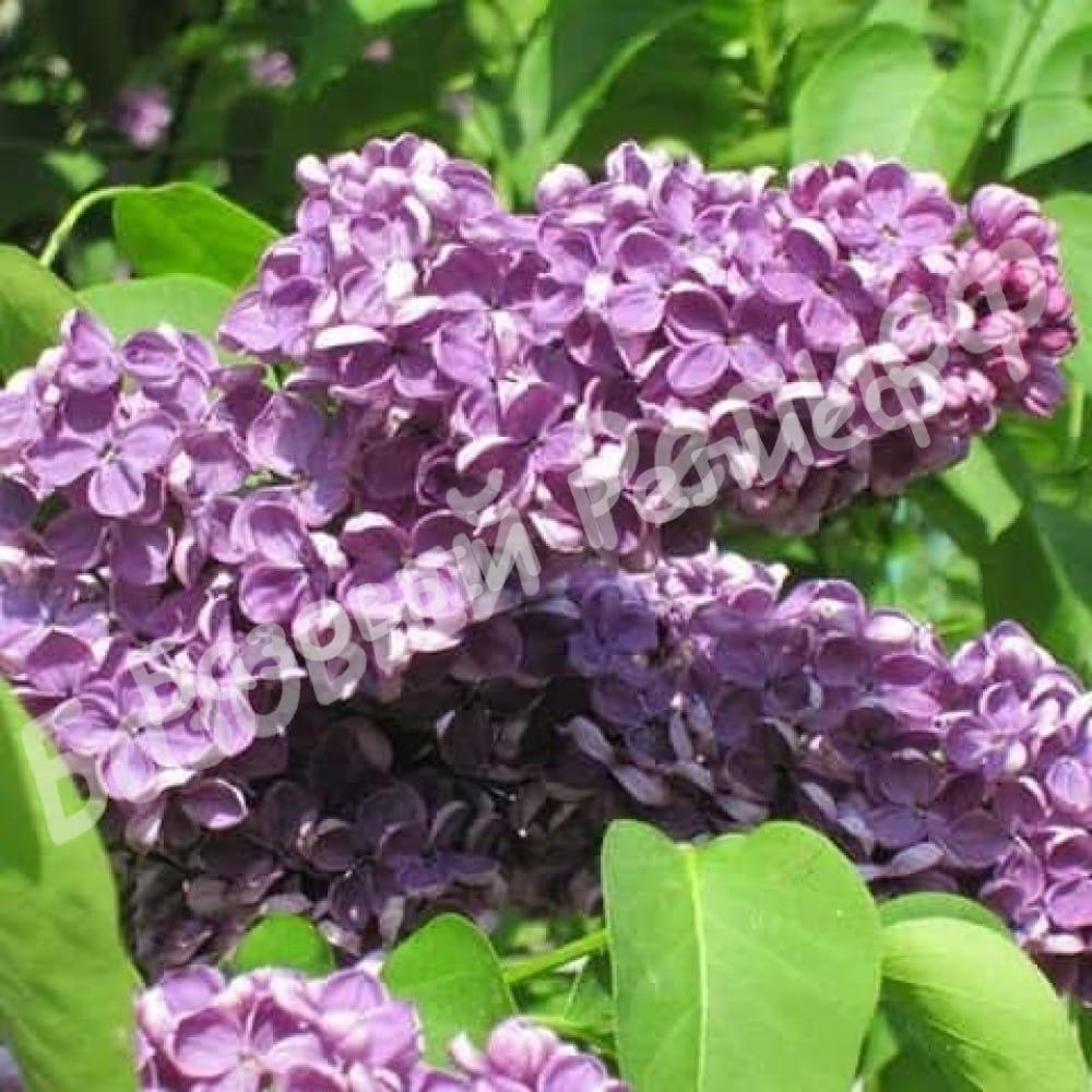 Сирень Аметист