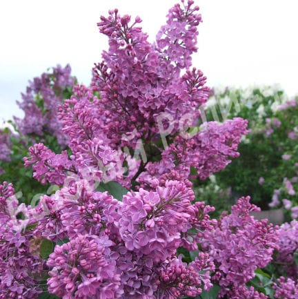 Сирень Аметист