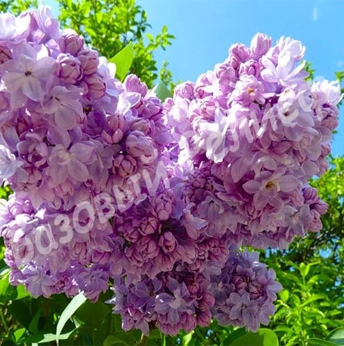 Сирень Русская песня