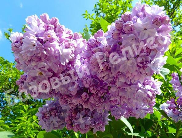 Сирень Русская песня