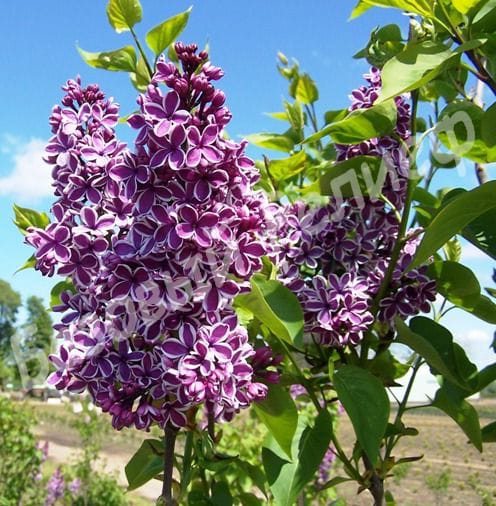 Сирень Сенсация