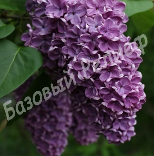 Сирень Жильбер