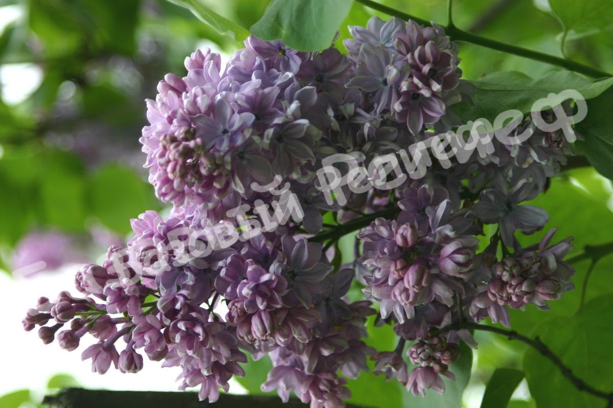 Сирень Жорж Клод