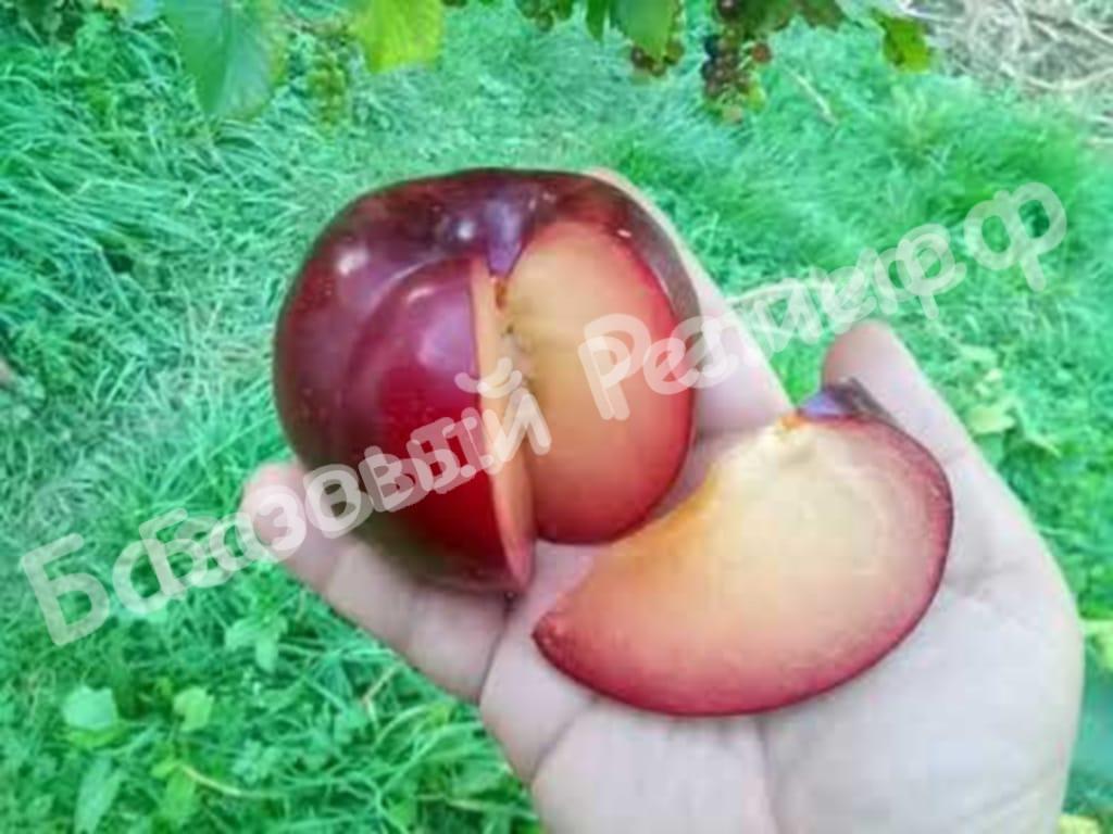 Слива Бербанк Гигант
