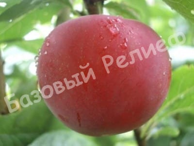 Слива Бербанк Гигант
