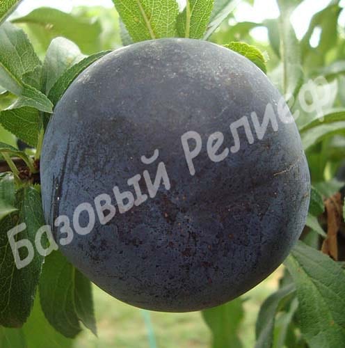 Слива Блек Стар