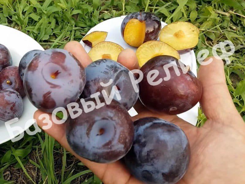 Слива Блю Кармен