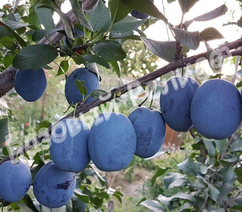 Слива Чачакская Лепотика