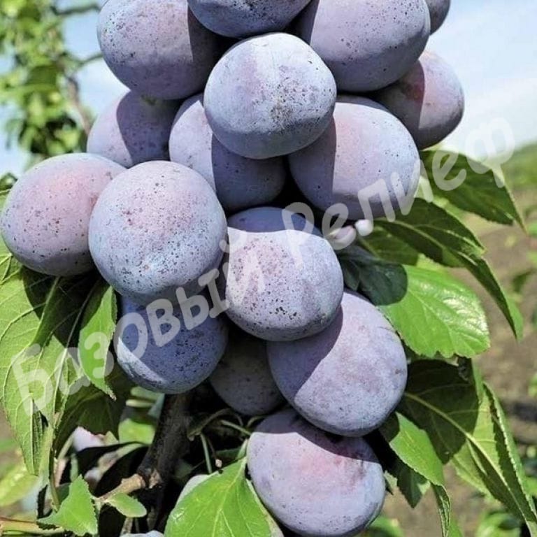 Слива Чачакская ранняя