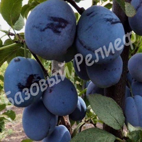 Слива Чачакская ранняя