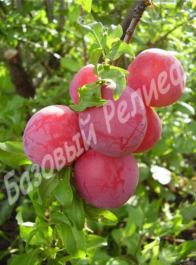 Слива Чародейка