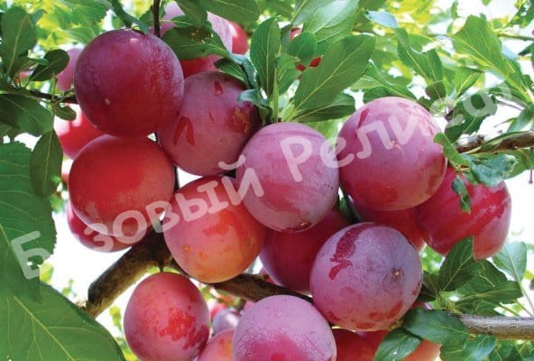 Слива Чародейка