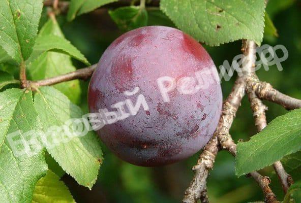 Слива Чародейка