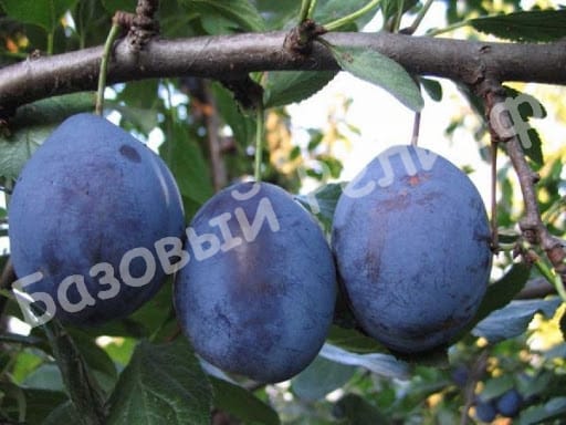 Слива Чернослив