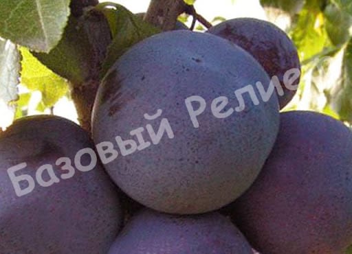 Слива Дофи Сандра