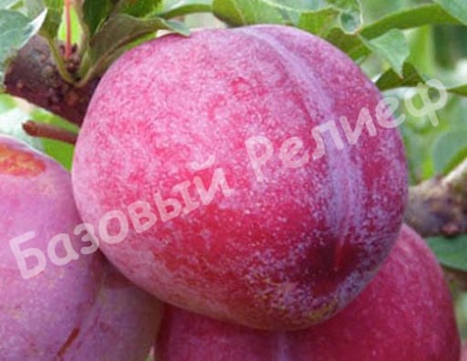 Слива Формоза