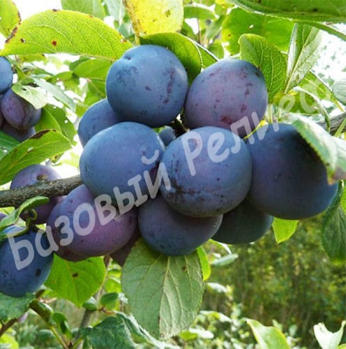 Слива Геркулес