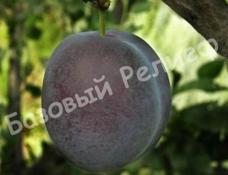Слива Гильберт