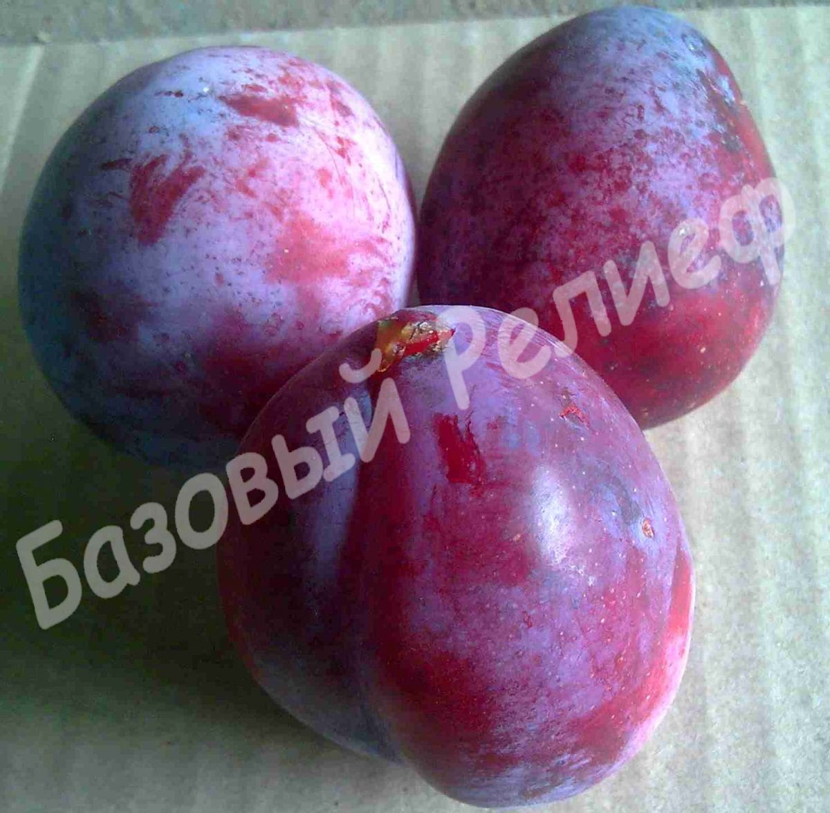 Слива Исполинская