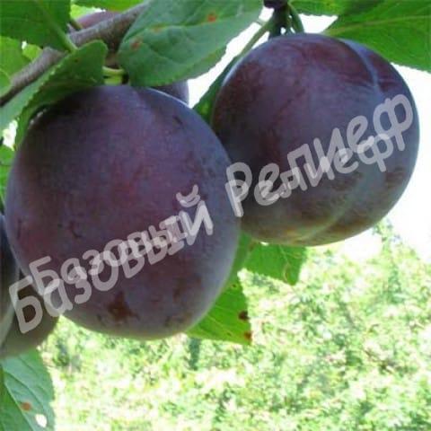 Слива Кабардинская ранняя