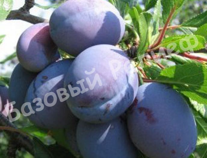 Слива Калифорния Блю