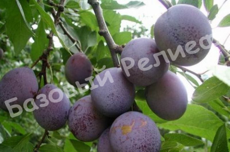 Слива Калифорния Блю