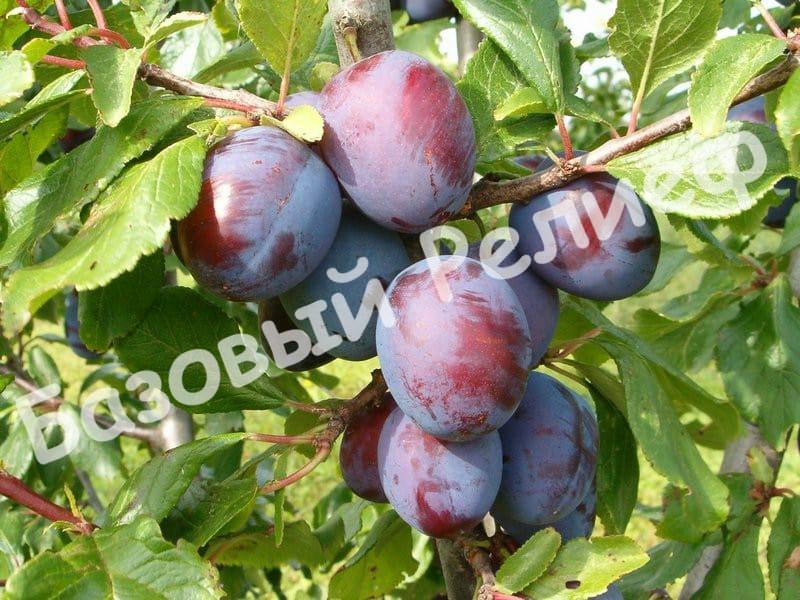 Слива Киргизская превосходная