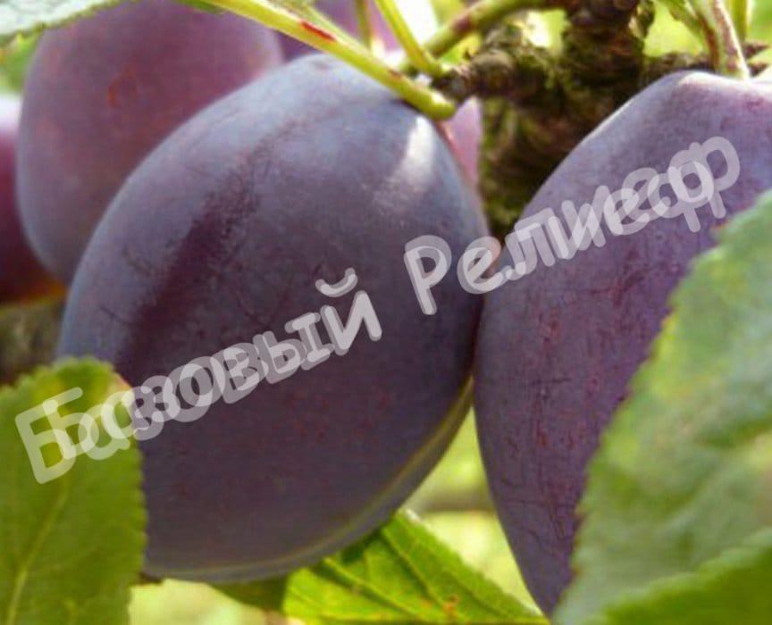 Слива Любимица султана