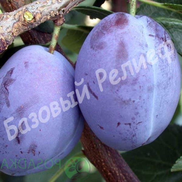 Слива Любимица султана