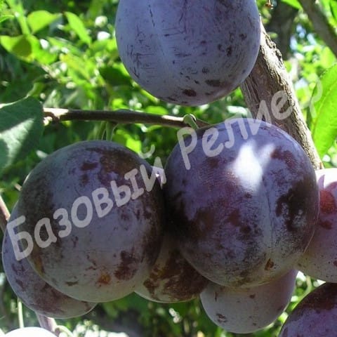Слива Монфор