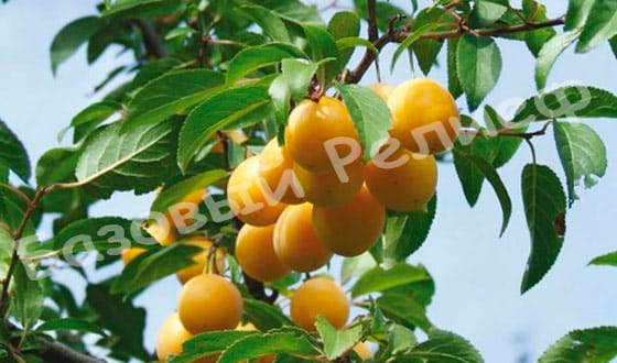 Слива Очаковская желтая