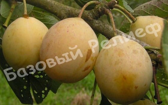 Слива Очаковская желтая