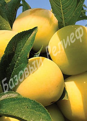 Слива Ренклод де Бове